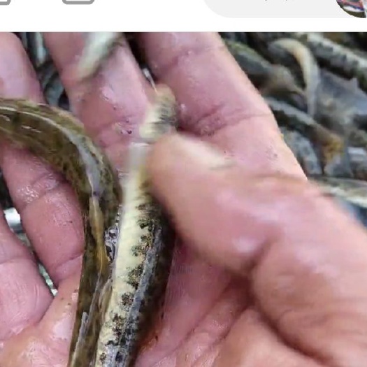 花泥鳅鱼