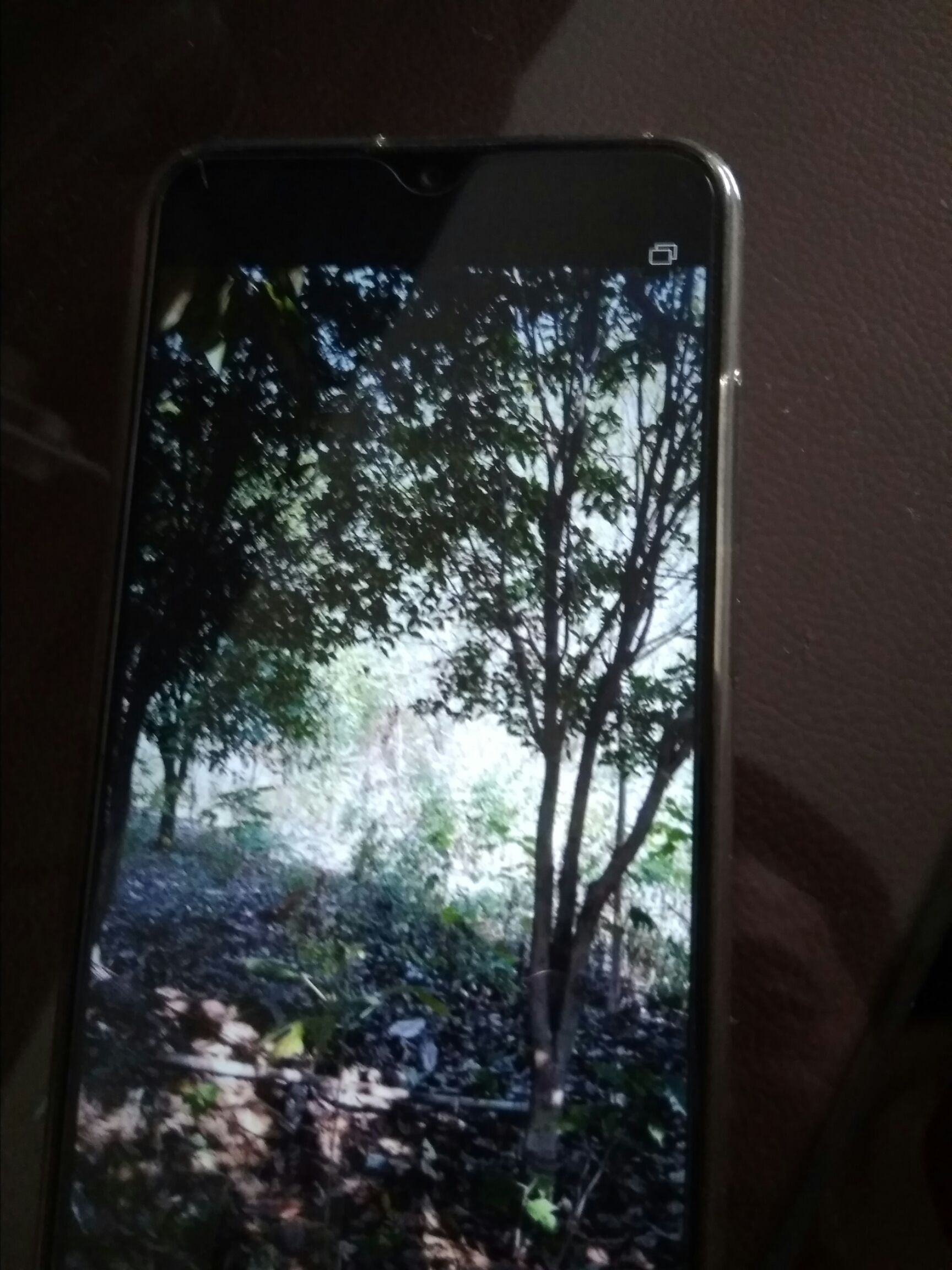 黄金桂花树 大量成品金桂树，绿化优势品种，欢迎选购！