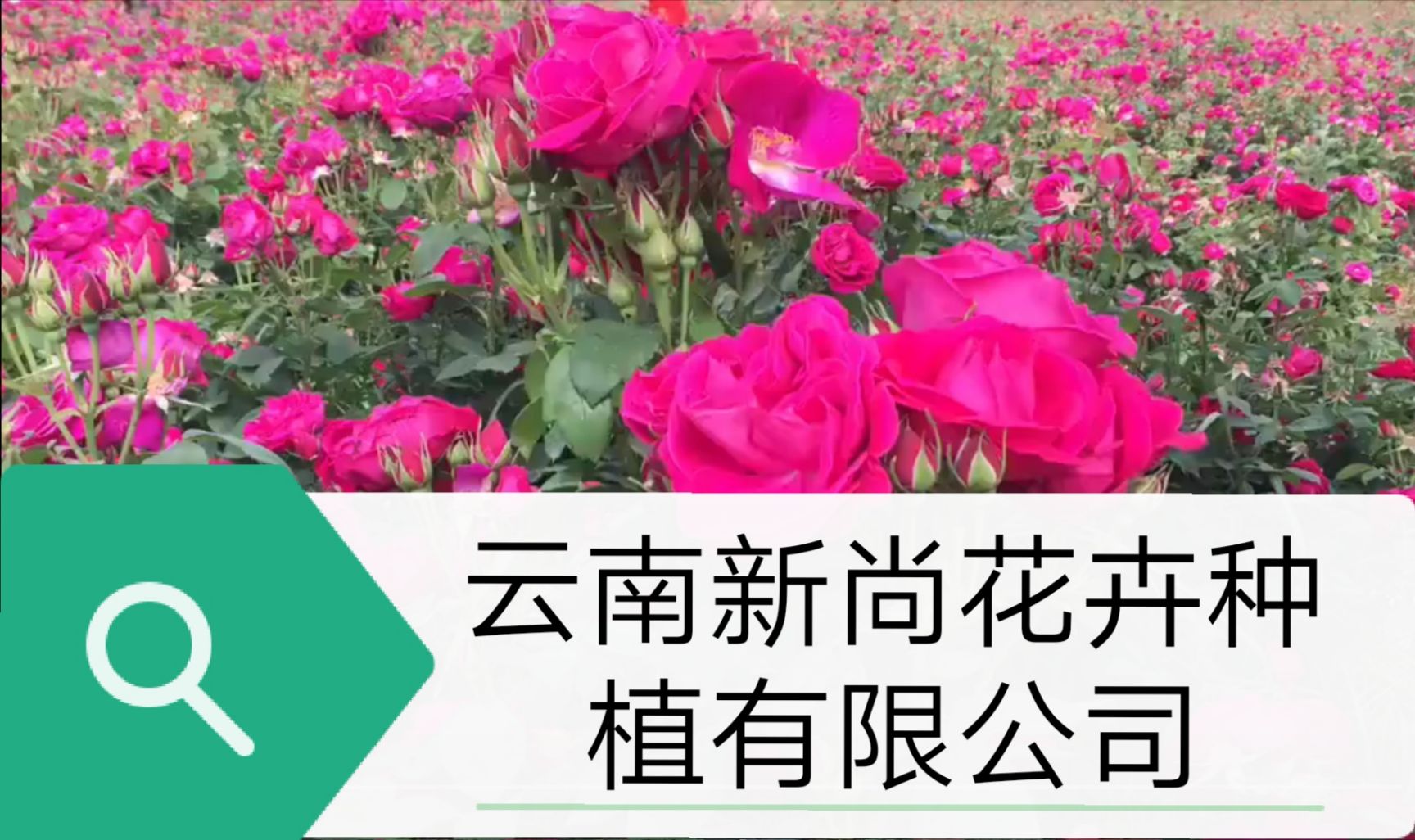  食用玫瑰苗批发