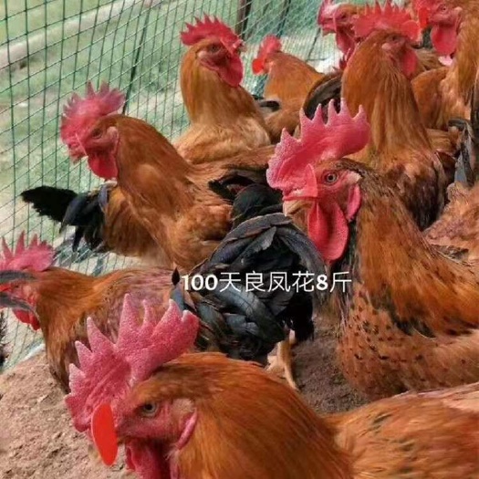 南宁 良凤花鸡苗
