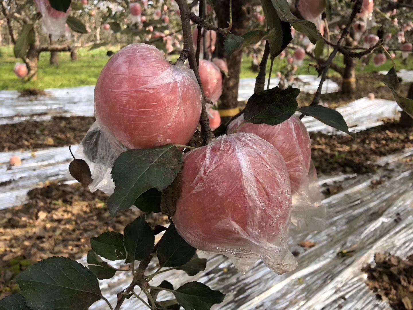 红富士苹果 产地直销优质红富士