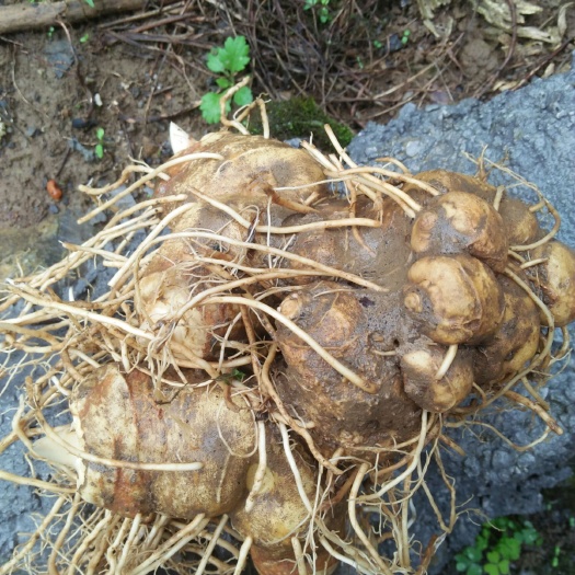 松桃县鸡头黄精 块