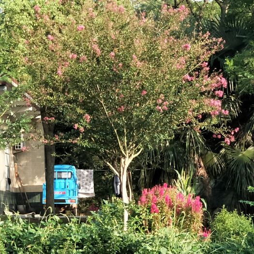 巢湖 12公分的红花老紫薇