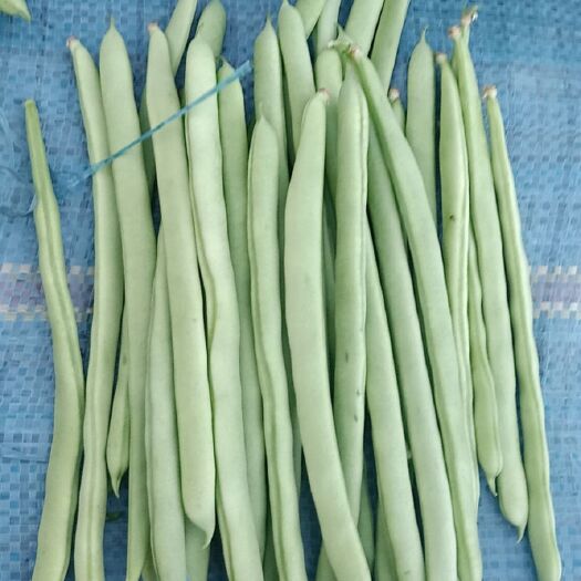 保山紫花四季豆  四季豆量大  我们这里有基地  有冷库 可以打包装