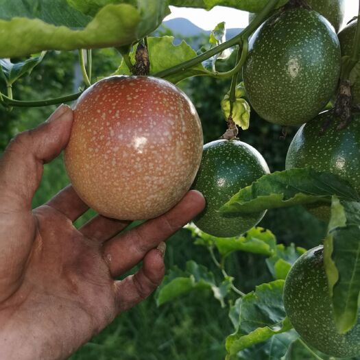 景洪市 满天星品种和芭乐味黄金百香果
