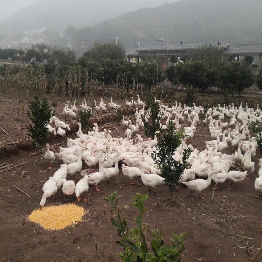 息烽县 散养生态大白鹅