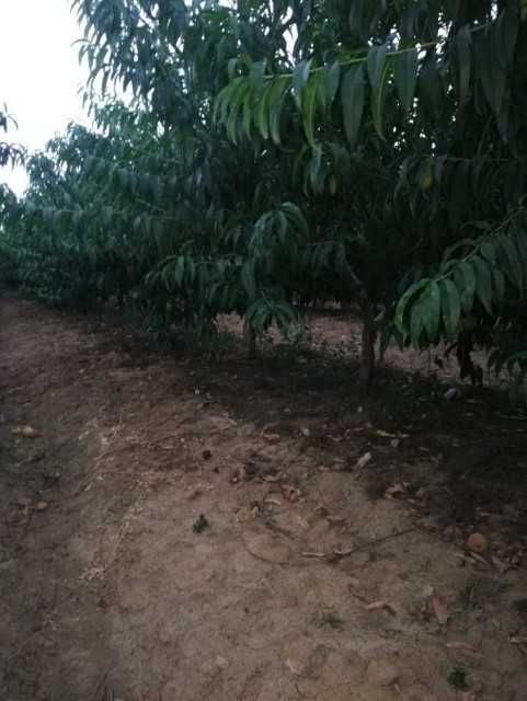 唐河县春蜜桃树苗 占地桃树