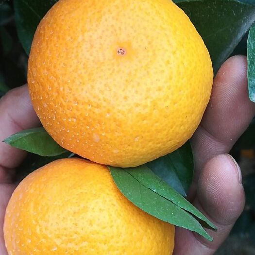 新余新余蜜桔 新余蜜橘