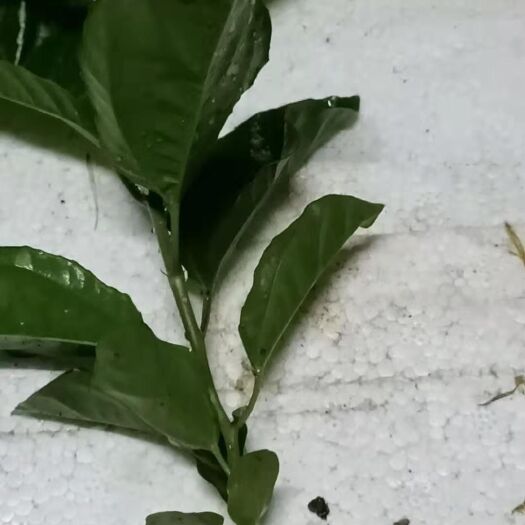 灵山县满天星百香果苗 满天星