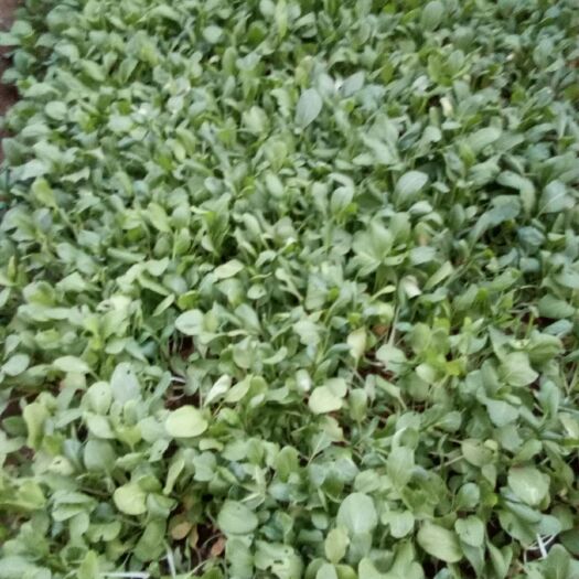 青岛北方小油菜 1~2两
