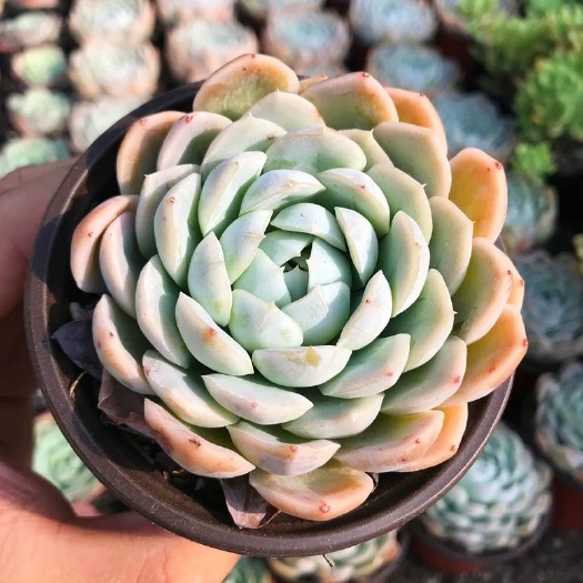 沭阳县 墨西哥雪球月影系列多肉植物创意盆栽。