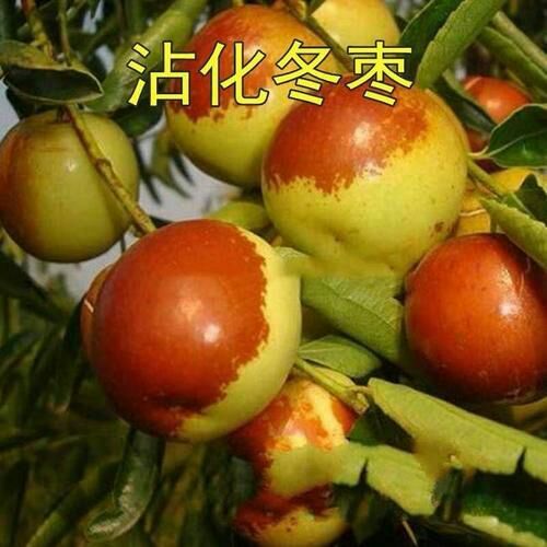 平邑县 沾化冬枣苗   沾化冬枣个大味甜  基地直销 包邮