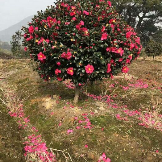 长沙茶梅 100~140cm