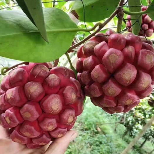 城步县 黑老虎