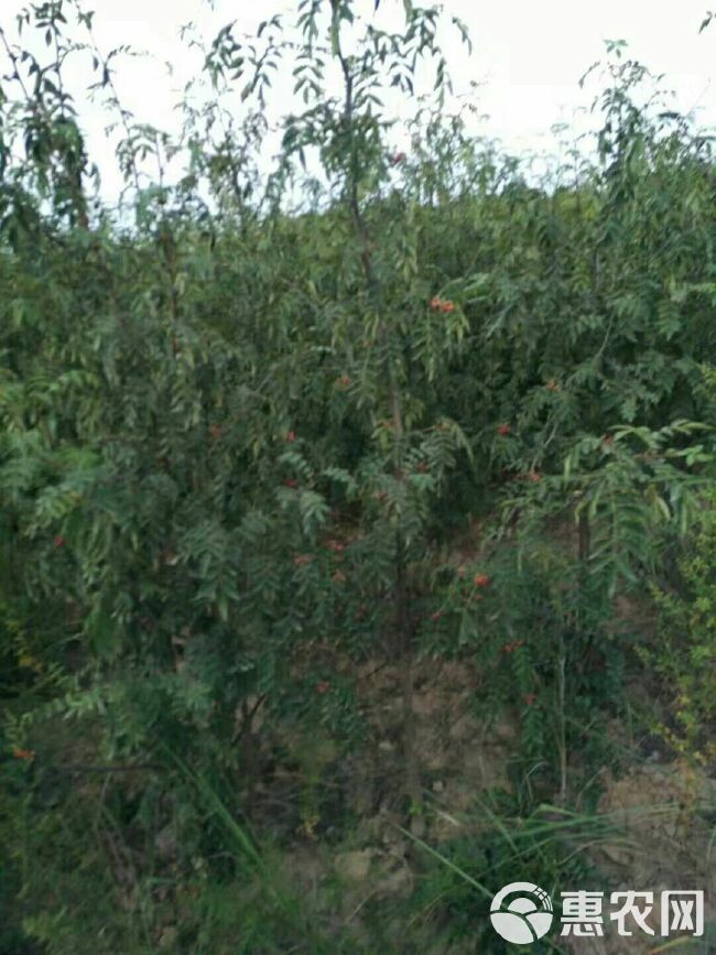 大红袍花椒苗 全国保湿包邮.量大优惠。一次合作终身朋友