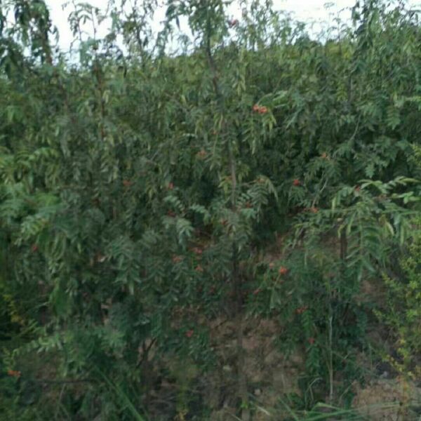 大红袍花椒苗 全国保湿包邮.量大优惠。一次合作终身朋友