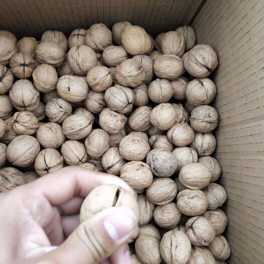 中牟县 正宗新疆185核桃，上市，假一赔十