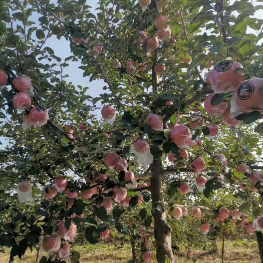 翼城县红富士苹果 接单中………[勾引][勾引][勾引]纸加膜红富士🍎 ，无农