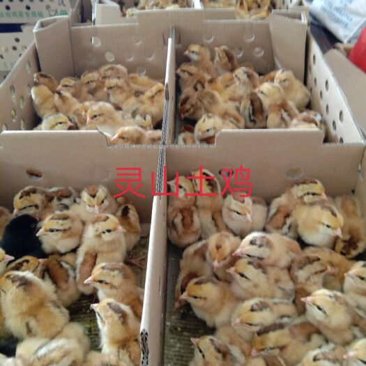 南宁正宗灵山土鸡出壳苗200只起发货