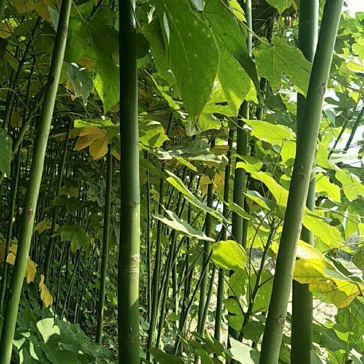永济市大量供应6至8公分青桐