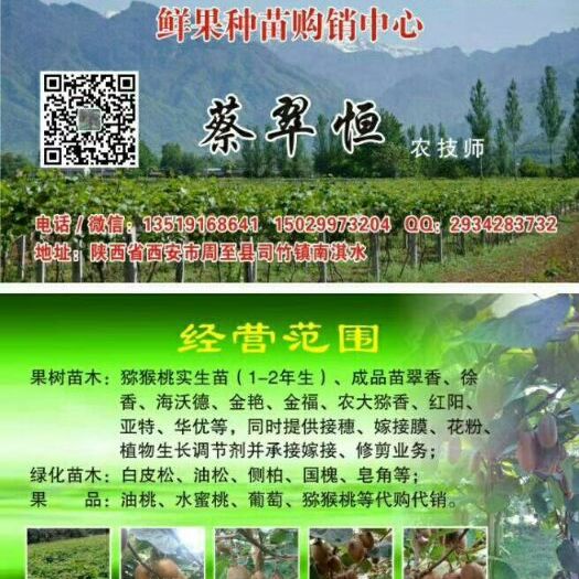 周至县周至猕猴桃苗 周至猕猴桃基地，供应猕猴桃成品苗(翠香、徐香、海沃德)实生苗