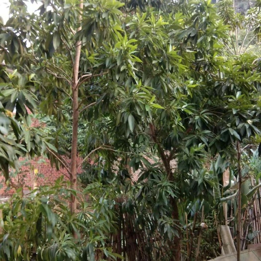 南宁金蒲桃 五千棵左右的黄金熊猫待售！欢迎骚扰