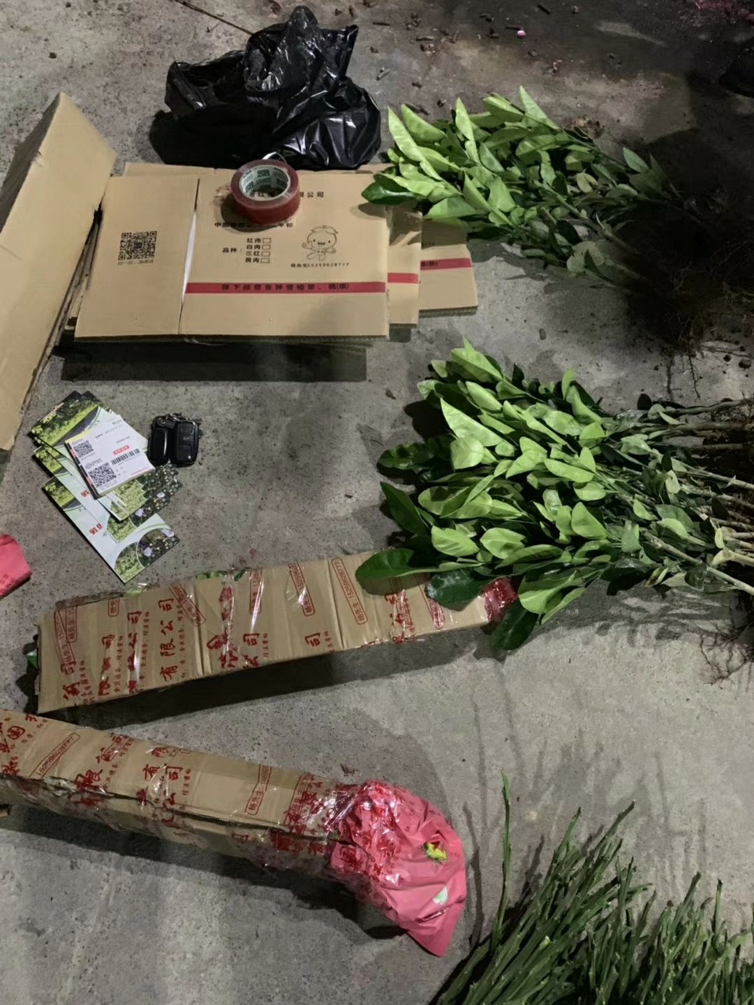  泰国青柚苗，红宝石青柚苗，欢迎洽谈合作，可签订协议合同