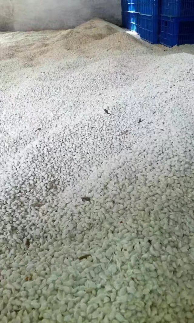  橙子种子