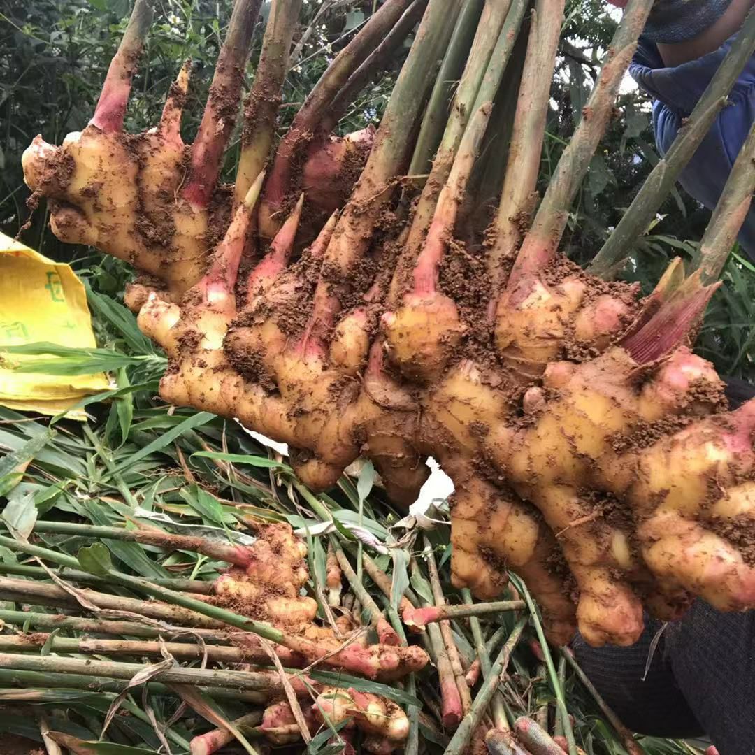 二黄姜 2两及以下 带土