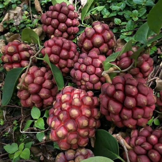 灵山县 黑老虎苗布福娜苗黑老虎树苗水果苗爬藤酒饭团南北方种植当年结果