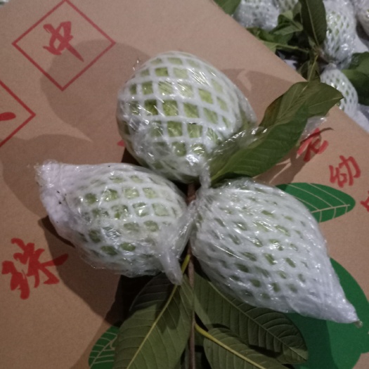 横州市 珍珠番石榴新鲜上市欢迎新老客户订够！
