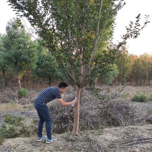 肥西县 精品紫薇9-13公分，量大刚刚出圃