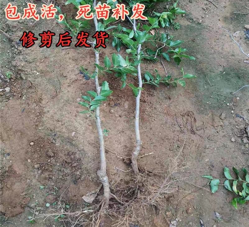 沾化冬枣2号接穗 沾化短枝冬枣苗，个大核小口感脆甜适合地栽盆栽，适应南北方种植
