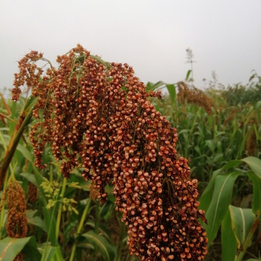 洛川县 茅台厂专用红缨子高粱