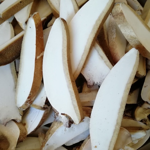 阿尔山市白桦茸 天然产品