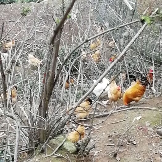  高山散养土鸡，