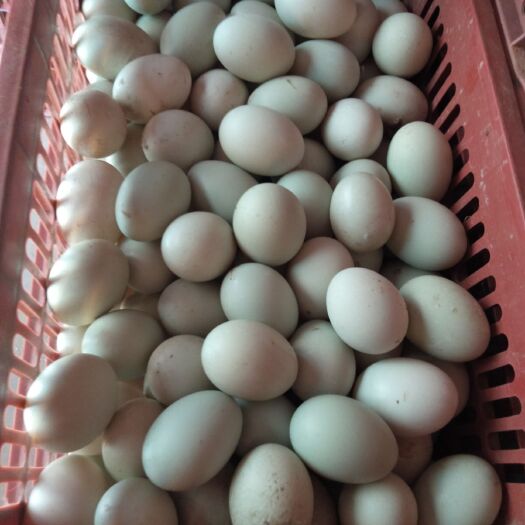 惠州 惠州青壳鸭蛋