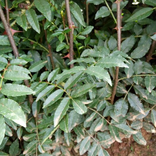 昭通大红袍花椒苗 品种、品质、数量保证