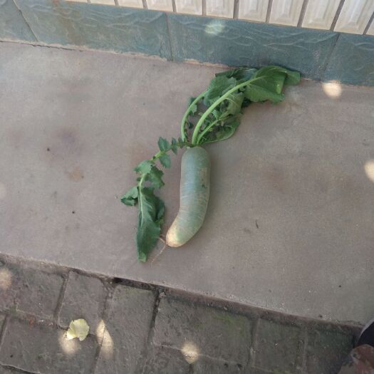 凌海市青萝卜 我这边有水果罗，