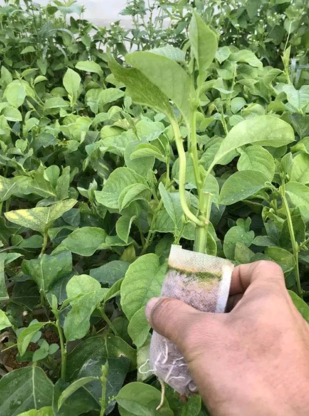木瓜百香果苗