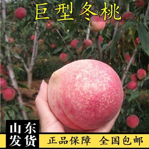平邑县冬桃苗 企业店铺，基地直销，现挖现卖，保成活，保品种。