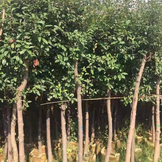 昆明 球花石楠