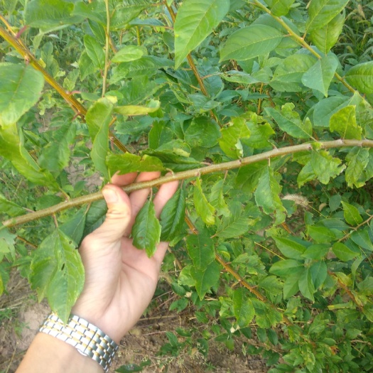 绛县 味帝李子苗，恐龙蛋系列味帝李子苗，保品种纯度