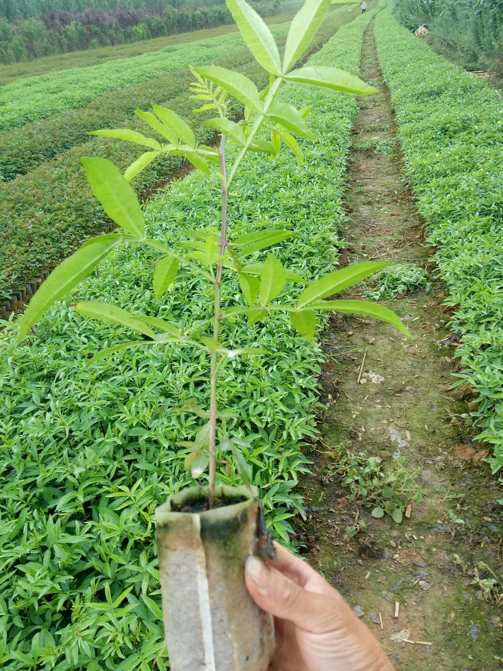 青花椒苗 品质、数量保证诚信第一