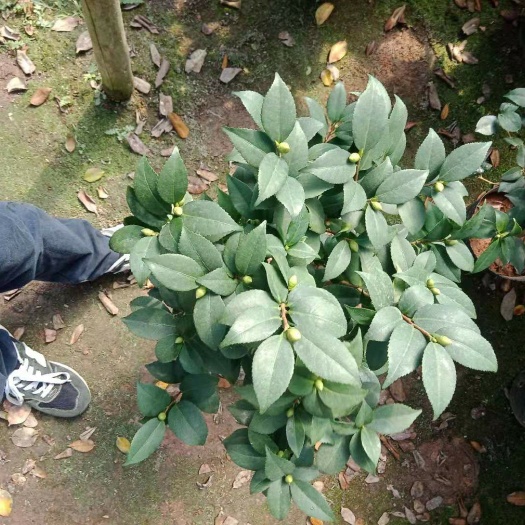漳平市 香茶花 20杯茶花带花苞 一件36棵产地批发直销