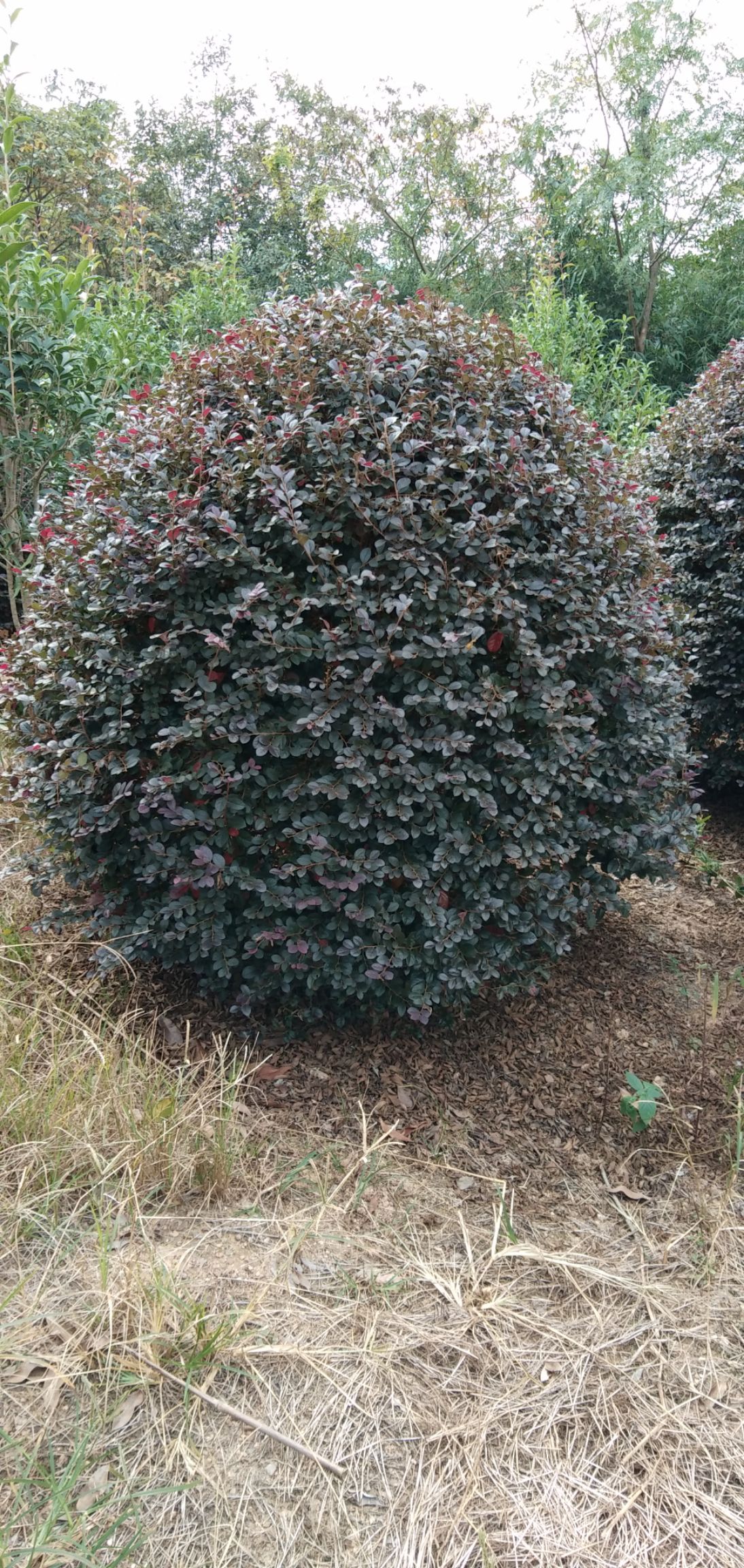  精品红花继木球p150