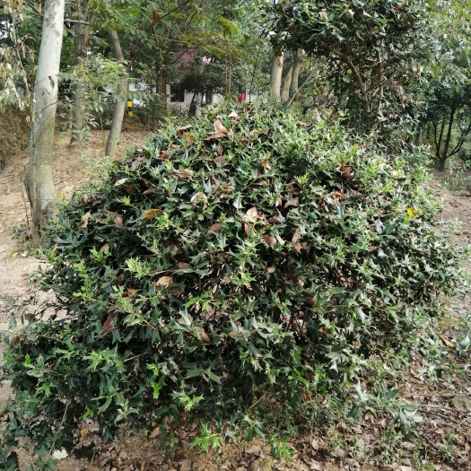无为市狗骨树，造型优美