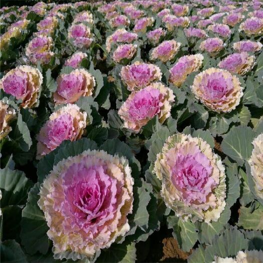 青州市草花 耐寒花卉羽衣甘蓝 彩色甘蓝球