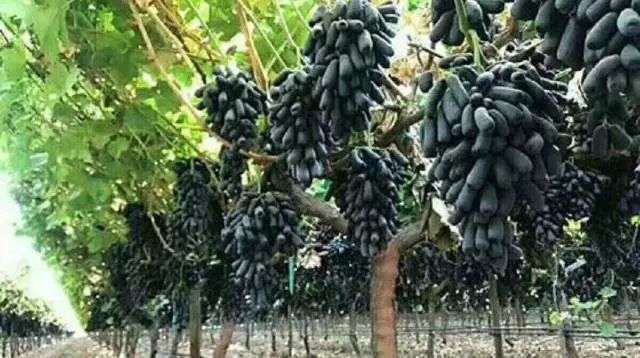 平邑县蓝宝石葡萄苗 甜蜜蓝宝石葡萄树苗庭院大田南方北方种植