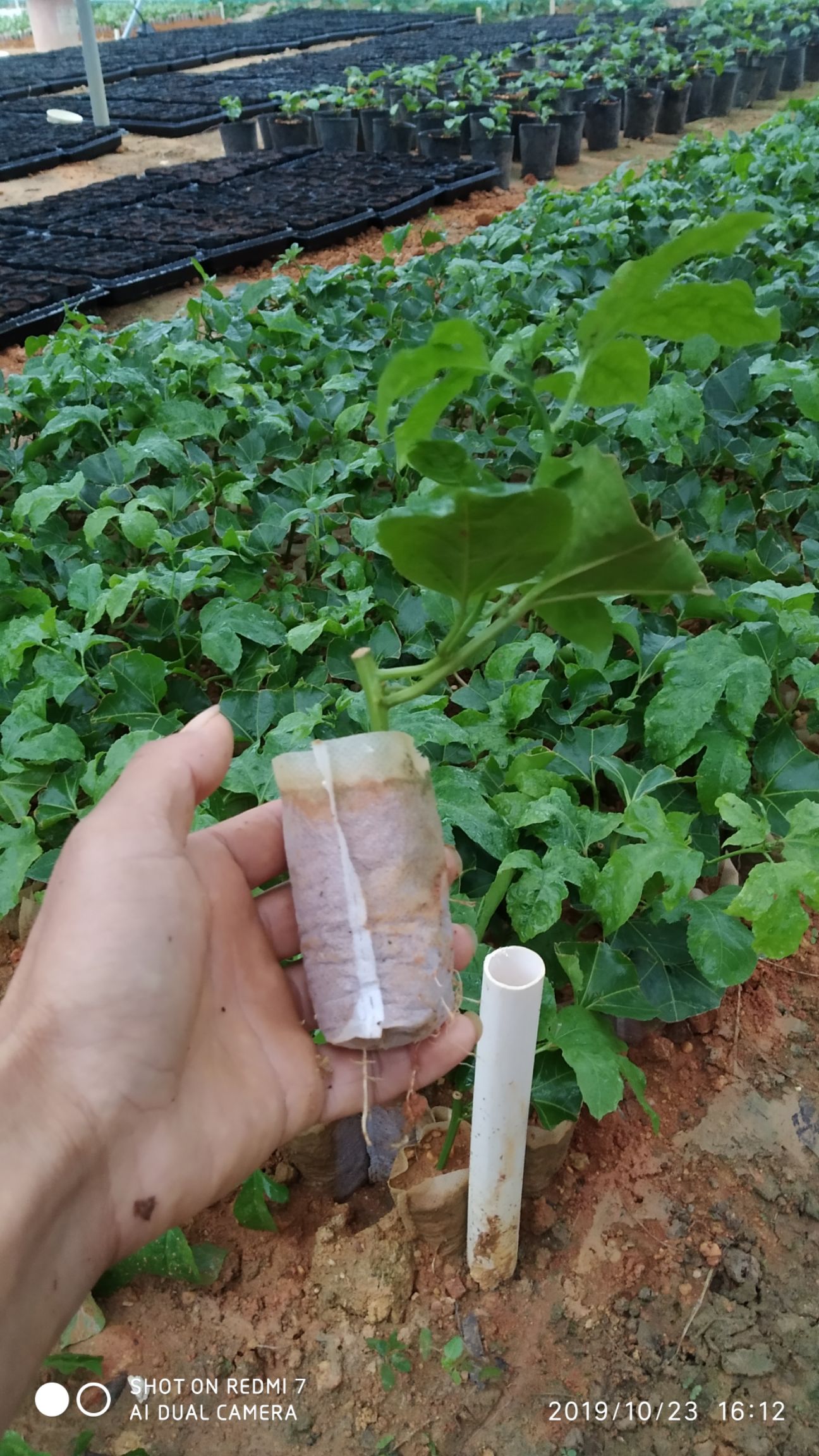  高产量台农百香果苗，当年种植当年挂果，直得信赖的果苗